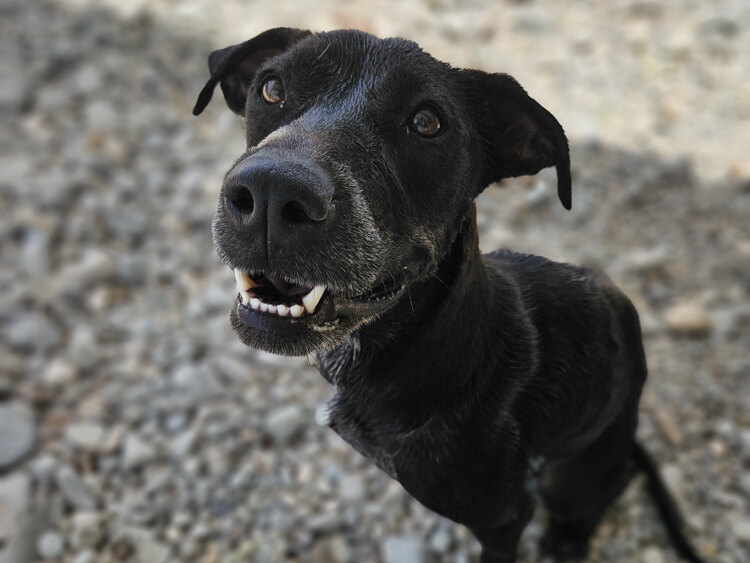 Ava cross dog