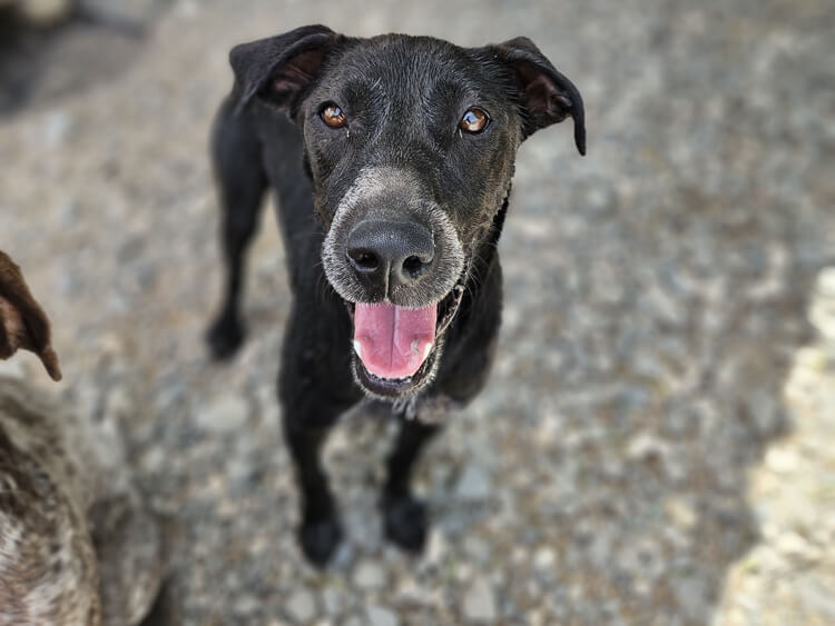 Ava cross dog