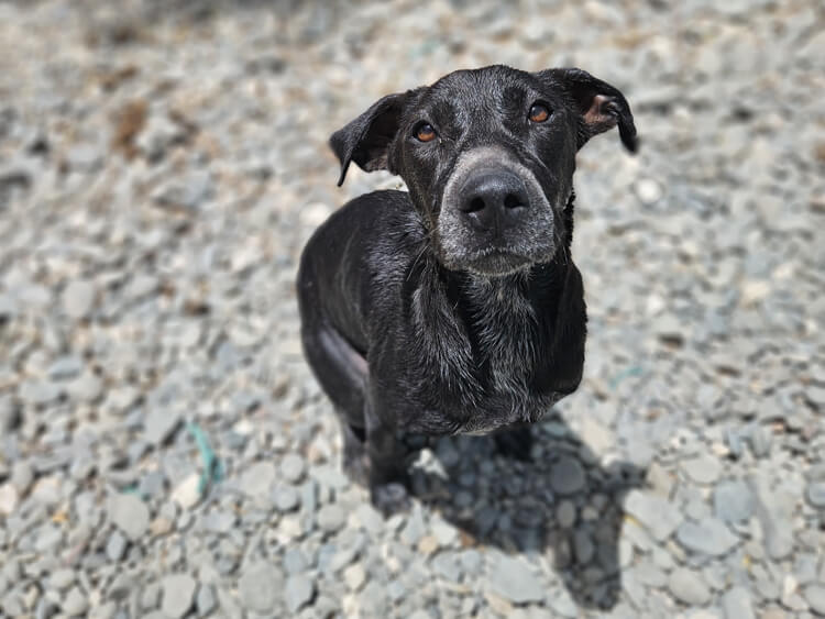 Ava cross dog