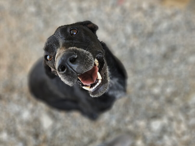 Ava cross dog