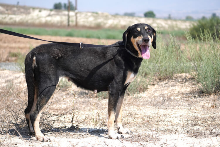 Bailey cross dog