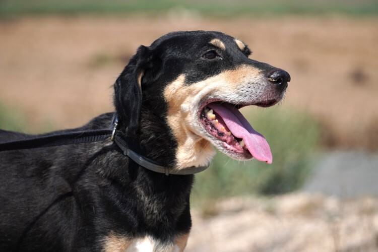 Bailey cross dog
