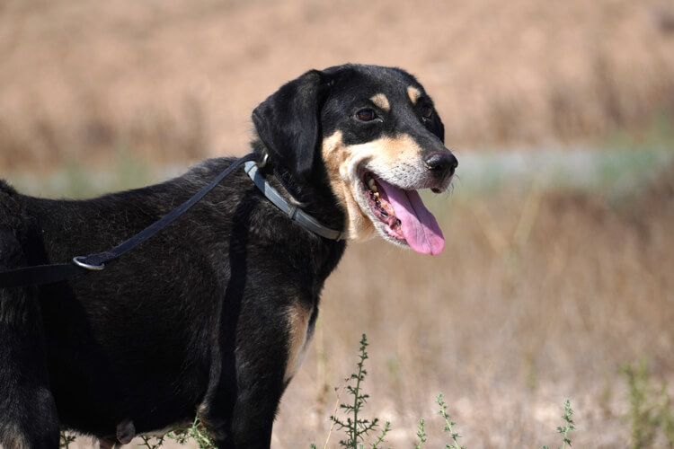 Bailey cross dog
