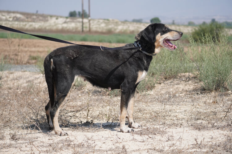 Bailey cross dog