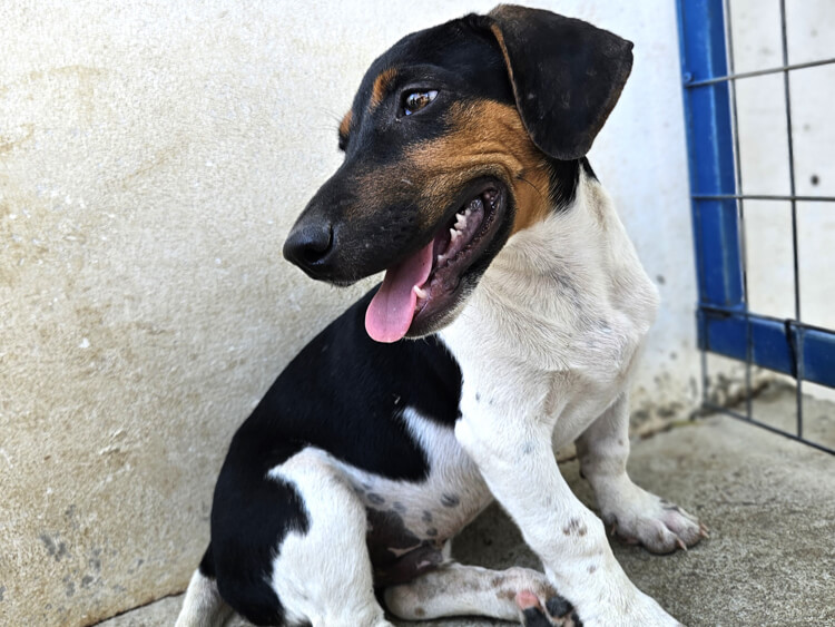 Lancelot jack russel