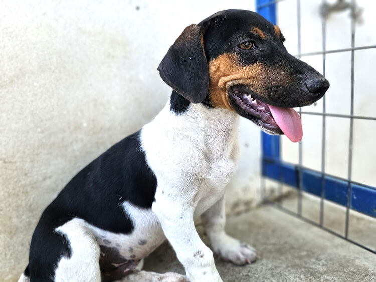 Lancelot jack russel