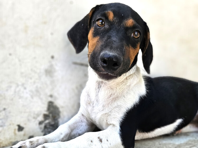 Lancelot jack russel