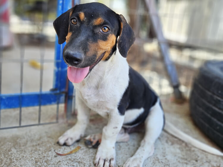 Lancelot jack russel