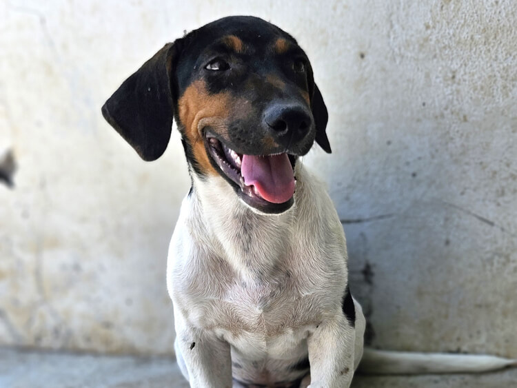 Lancelot jack russel