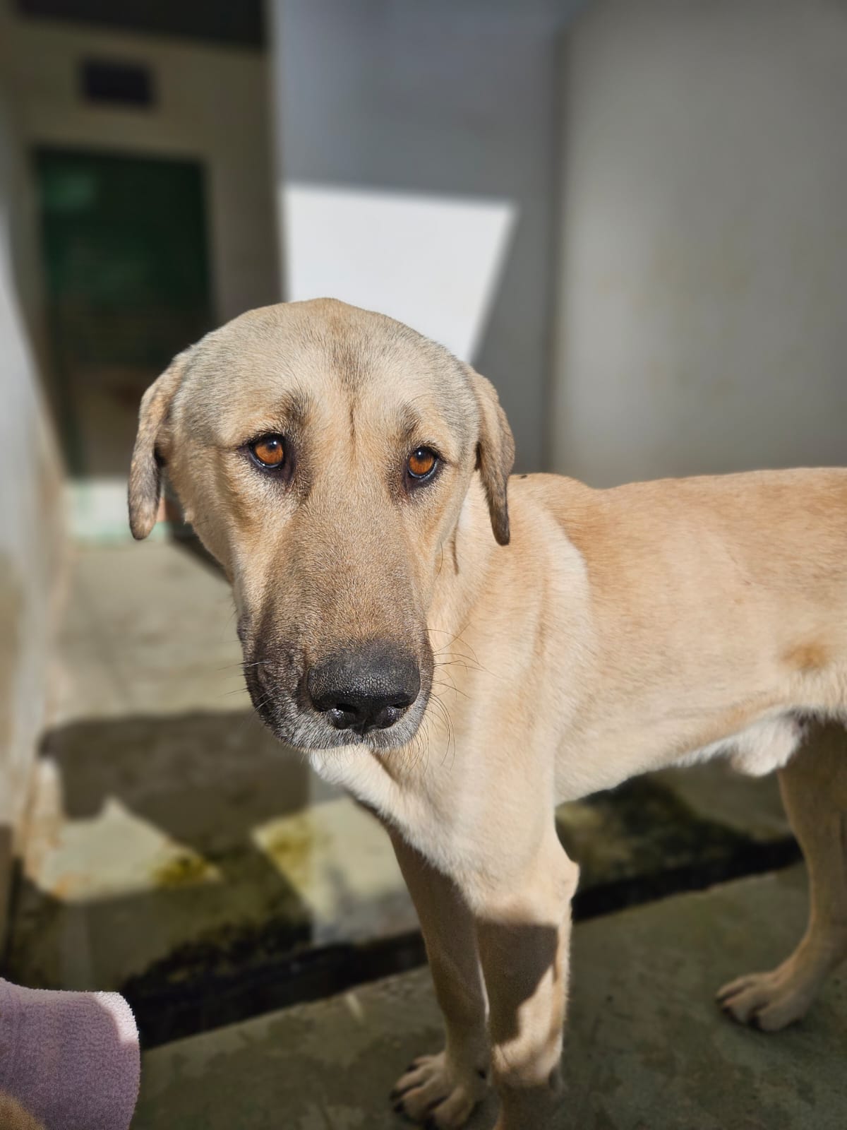 Kangal