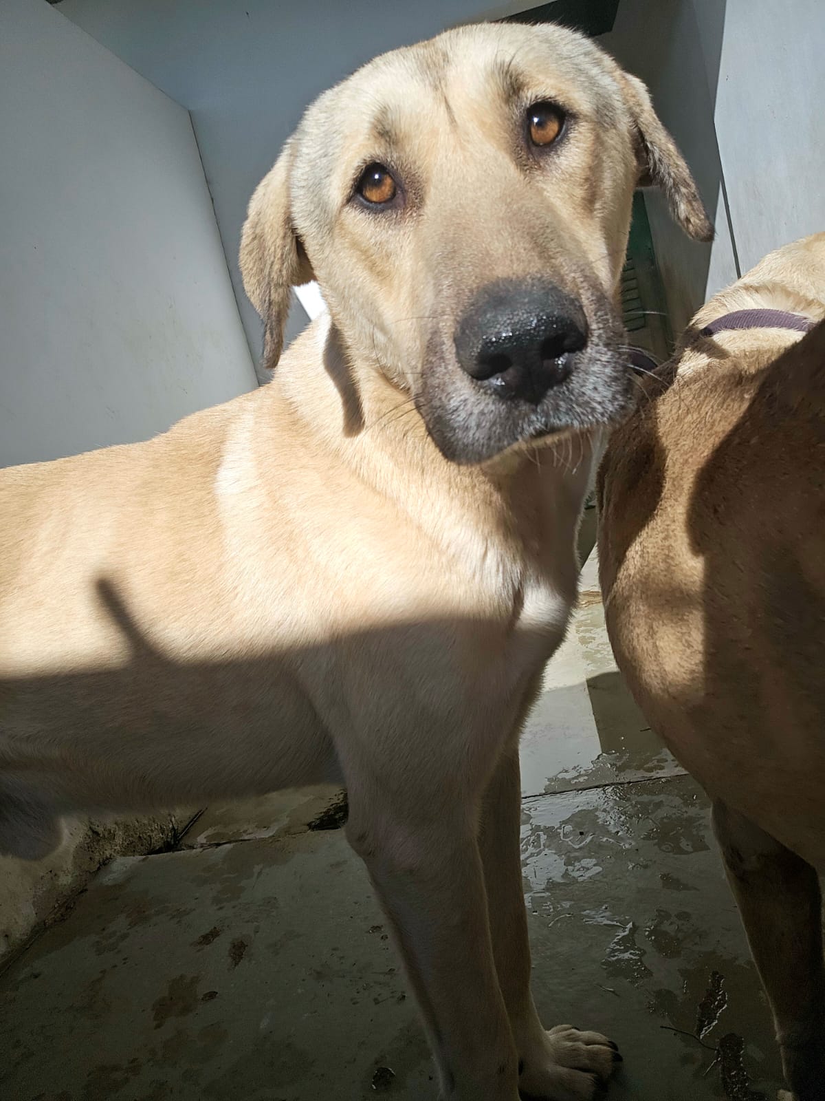 Kangal