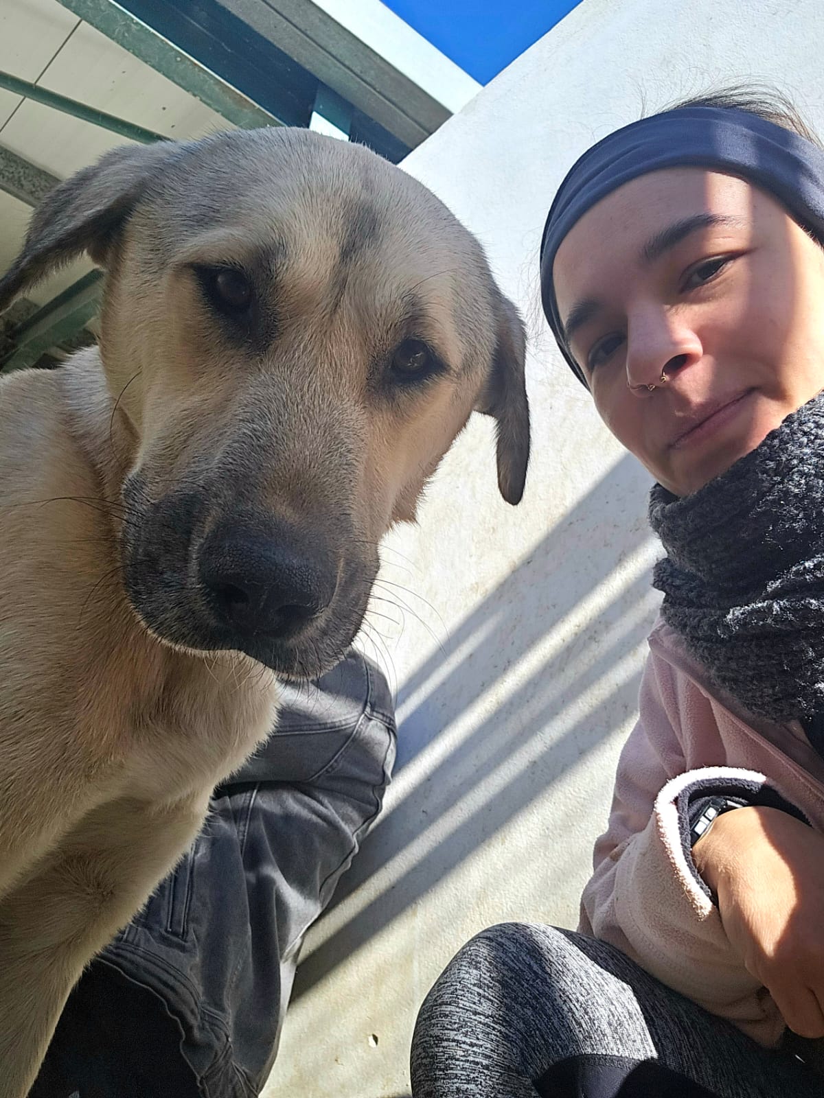 Kangal
