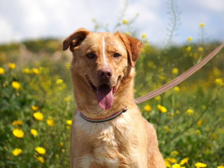 Hector labrador