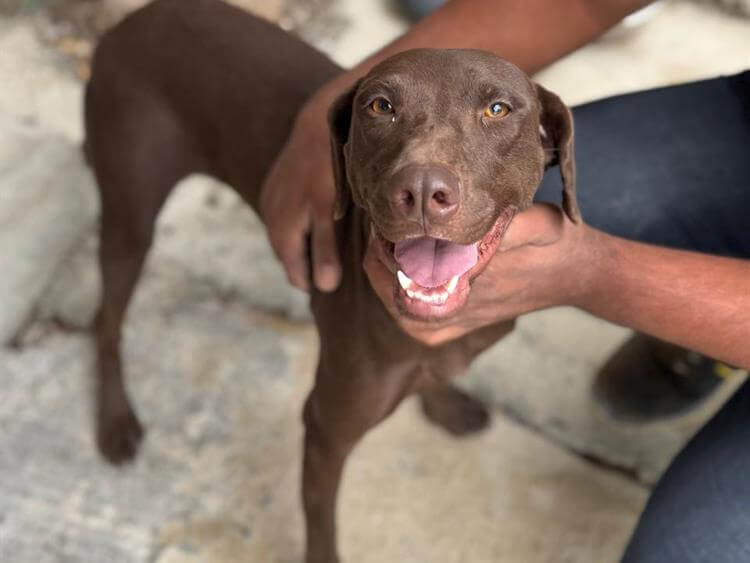 Chocolate