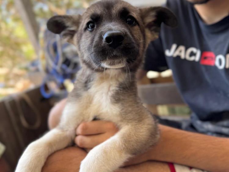 Zeus