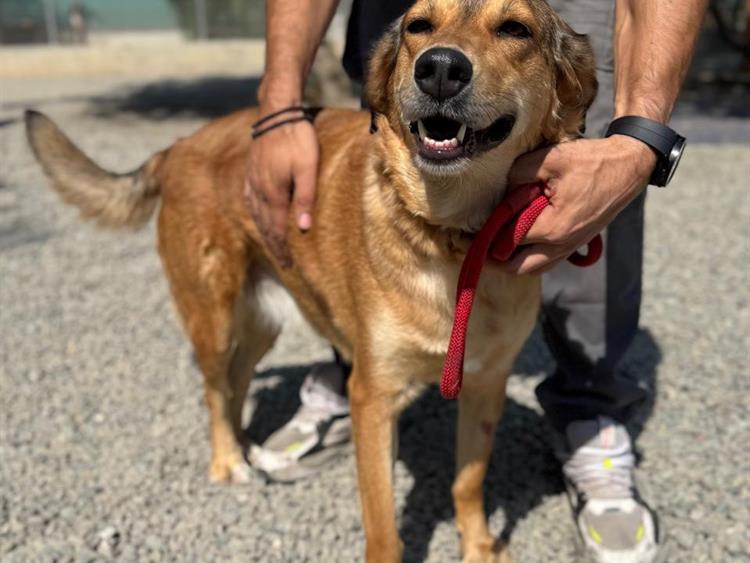 Nova
