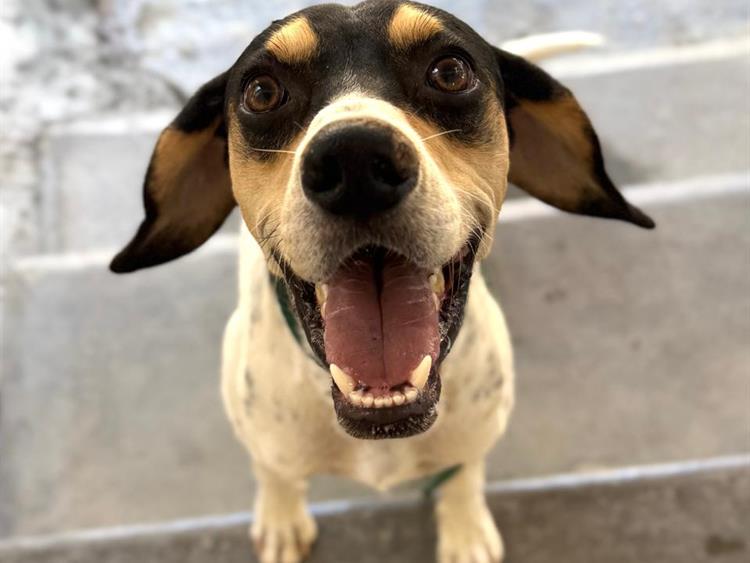 Buddy