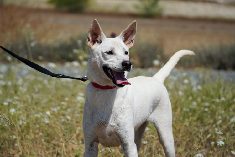 Laika dog