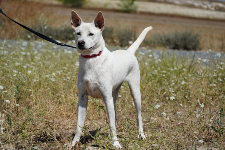 Laika dog