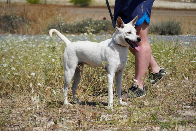 Laika dog