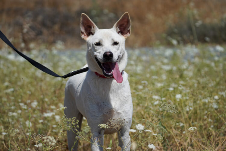 Laika dog