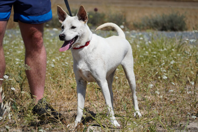 Laika dog