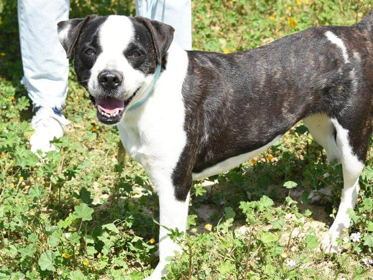 Mpiskotaki/Granita Photo #1