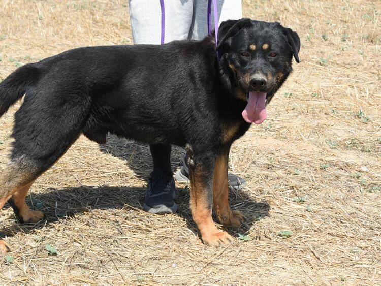 Rex Photo #1