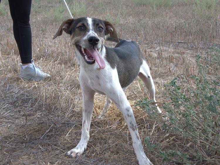 Dodger Photo #1