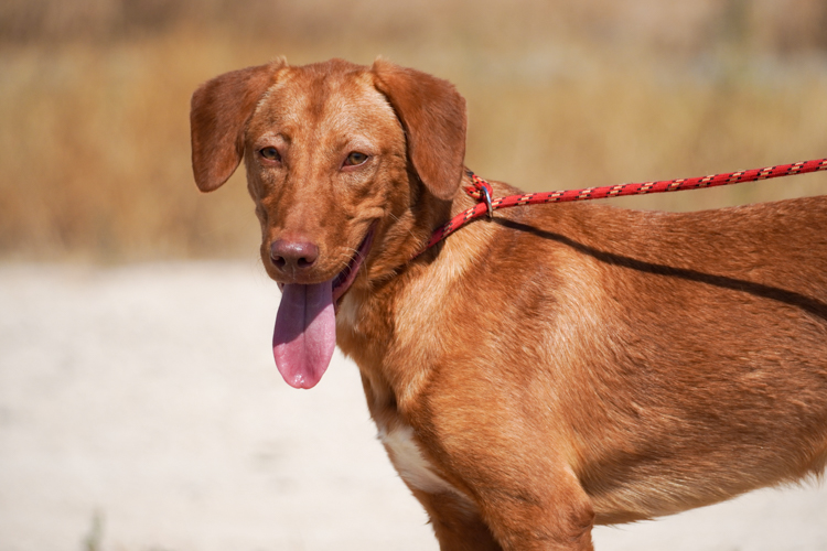Gigi cross dog